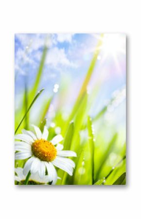 natural summer background with daisies flowers in grass