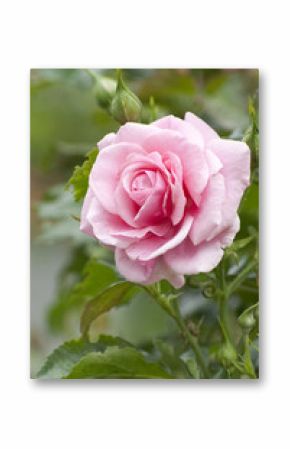 Pink rose with water drops in a garden