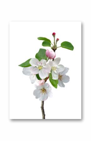 White apple flowers branch isolated on white background