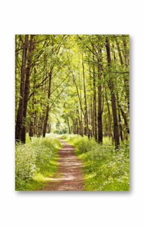 Path in a sunny summer forest