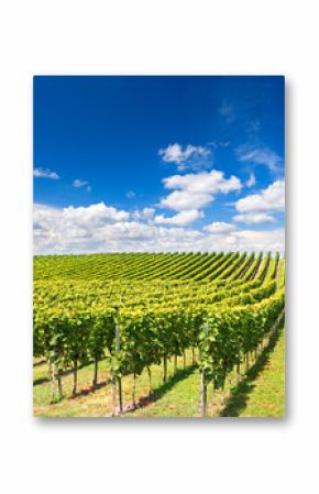 vineyard landscape with cloudy blue sky
