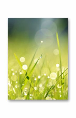 Grass