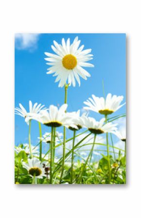 daisy flower field against blue sky