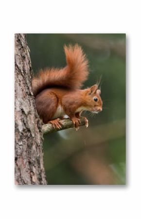 Red Squirrel in the forest
