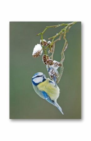 Blue tit in a winter setting