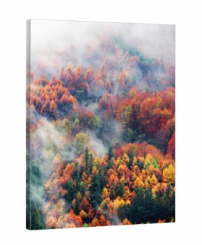 aerial view of forest in autumn with fog and vivid colors