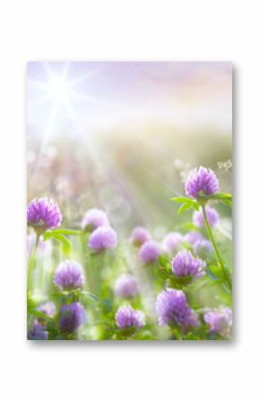 Art spring natural background, wild clover flowers