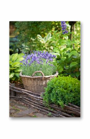 Garden with lavender