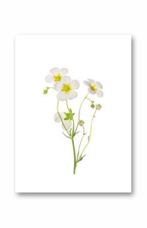 refined mossy saxifrage frlowers, isolated