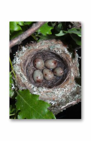 Bird nest with eggs on a tree