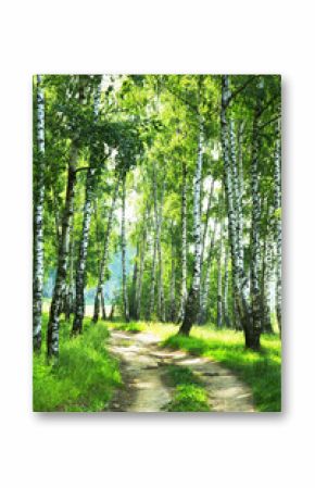forest birch