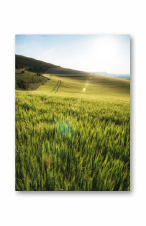 Beautiful landscape wheat field in bright Summer sunlight evenin