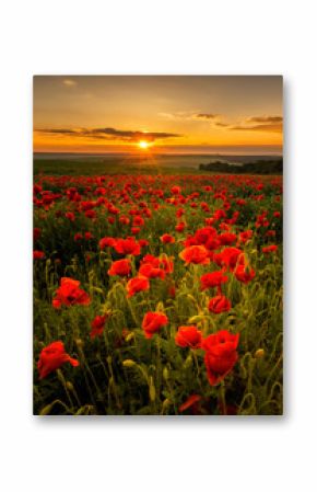 Poppy field at sunset