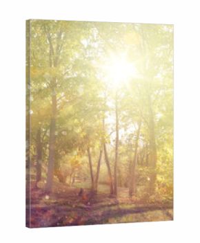 Autumn forest