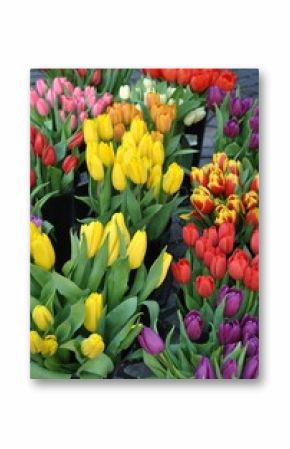Wiosenne tulipany