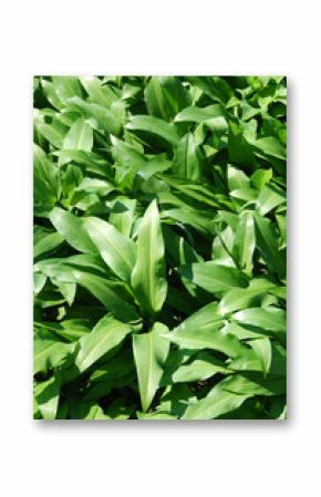 Ramsons - edible, but similar to poisonous