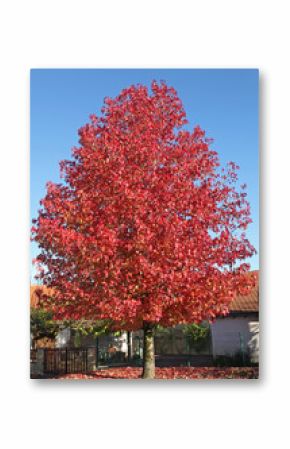 liquidambar en automne