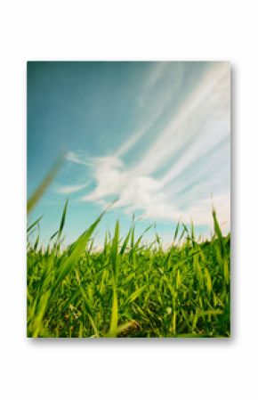 low angle view of fresh grass against blue sky with clouds. free