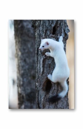 Ermine in a winter coat