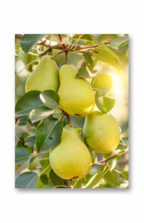 Bunch of ripe pears on tree branch