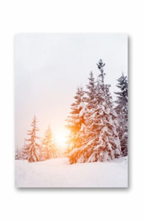 Winter landscape