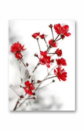 snow on the red flowers