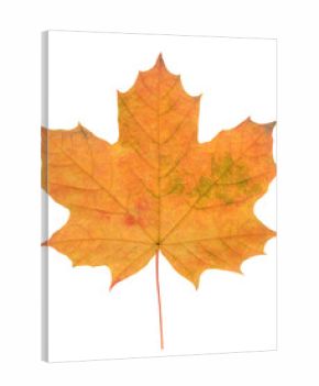 maple leaf isolated on white