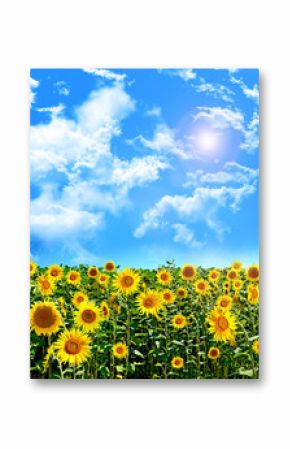 Beautiful sunflower field in summer