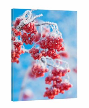 Mountain ash clusters in hoarfrost against the blue sky