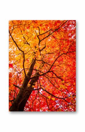 Colorful Orange and Red Maple Tree in Autumn. Spectacular Natural Beauty with Attractive Copy Space.