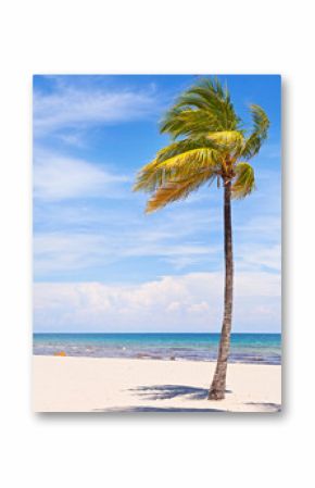 Palm trees on a beautiful sunny summer afternoon in Miami Beach Florida with ocean and blue sky in the background