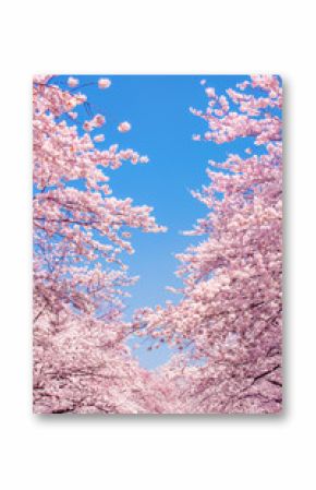 Kirschblüten vor blauem Himmel als Hintergrund im Hochformat