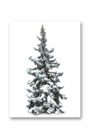 Fir-tree with snow, isolated on white