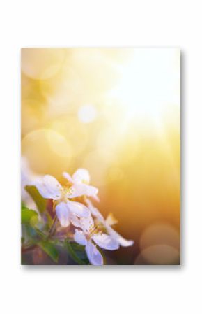 art spring flowers on the sky background