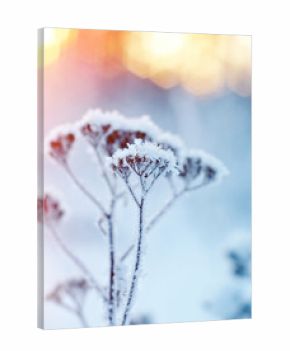 Winter landscape.Winter scene .Frozenned flower