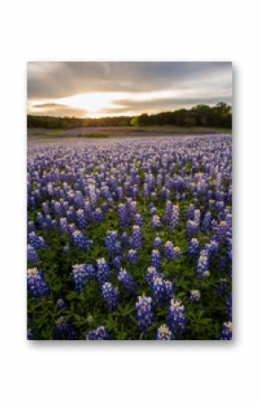 Beautiful Bluebonnets field at sunset near Austin, Texas.