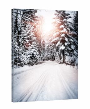 Forest road in winter