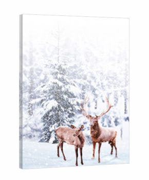 forest in the frost. Winter landscape. Snow covered trees. deer