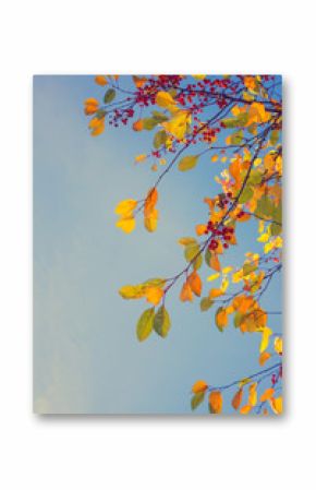 Colorful fall tree leafs against sky, vintage background