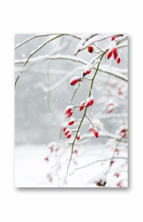 Rose hips covered in snow as it is snowing showing rose bush snowflakes and forest in background in winter