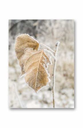 frozen leafs in winter landscape 