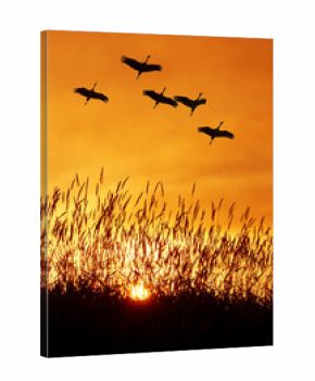 Beautiful sky on sunset or sunrise with flying birds natural bac