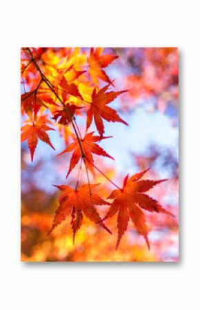 Japanischer Fächerahorn