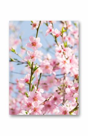 Beauty of pink soft flower on spring cherry tree branch