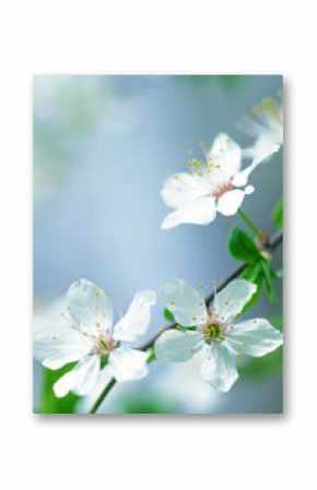 white cherry tree flower in spring