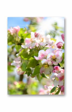 Frühling 417