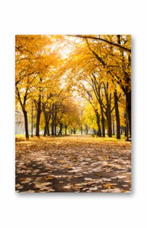 Park covered in fallen leaves, autumn scene