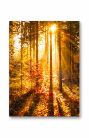 Goldener Herbstwald im Sonnenlicht