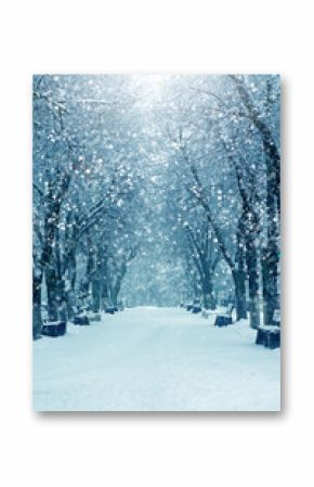 Winter nature, snow alley