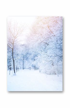 Piękna aleja w parku w zimie z drzewami zakrywającymi śniegiem i szronem. Dziewczyna w odległości spaceru z psem. Piękny artystyczny obraz zimy. Barwiony na niebiesko i różowo.